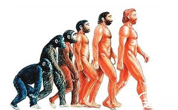 达尔文进化论图解