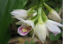 珍稀兰科植物地宝兰为什么会如此稀有?