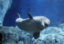 幼鲸一般都是白鲸但一岁之后为什么会变黑?