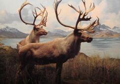 澳大利亚史前大型动物灭绝的直接原因是什么