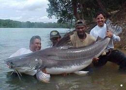 世界上最大的哲罗鲑:大到超过你的想象