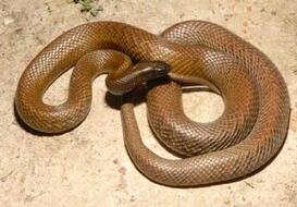 致命毒蛇太攀蛇:毒性竟然比眼镜王蛇还要强！