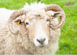 代人受过的替罪羊这个词究竟是什么产生的