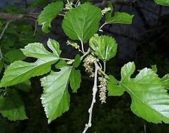 为何椿树会被称为&ldquo;百树之王&rdquo;?传说是怎样的