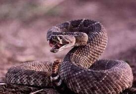 响尾蛇这么牛逼：即使死了竟还是能咬人?