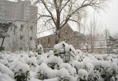 揭秘为什么一下雪世界就会变得很安静呢