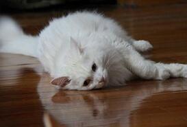 揭秘职业喂猫人究竟是一份怎样的职业？