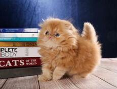 杂色猫更具攻击性：花色越杂脾气竟然越大