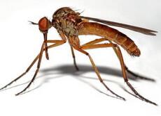 夏天又到了蚊子都对什么样的人&ldquo;情有独钟&rdquo;?