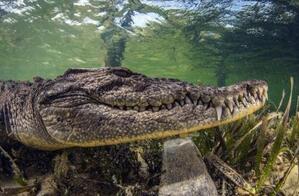 揭秘能吃恐龙的动物至今还在你知道是什么吗