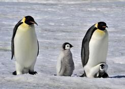别被骗了!盘点最喜欢给伴侣戴绿帽子的动物