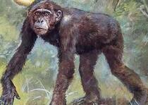 为什么古猿可以进化成人类现代的却做不到?