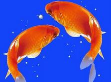 唐朝百姓为什么不能吃鲤鱼也不能贩卖?