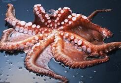 为什么说​章鱼是最接近外星人的生物?