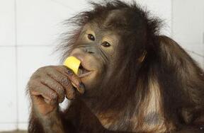 揭秘人类的祖先跟猴子猩猩是同一个物种吗？