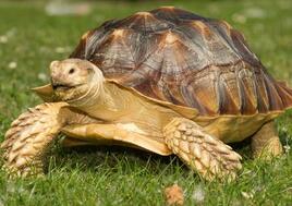 乌龟进化出龟壳竟然不是为了保护自己？