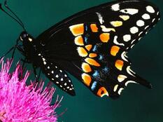 为什么自然界中翅膀颜色深的蝴蝶飞行力更好？