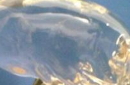 玛雅水晶头骨传言是真是假？有神奇的力量？