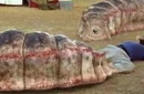 蒙古神秘“死亡之虫”真实存在吗?让人不寒而栗
