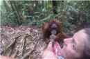 印尼大猩猩抓女游客不放 管理员拿香蕉解围