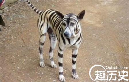 化妆狗