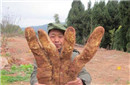 四川大爷种出29斤奇特蔬菜：长4根“大手指”