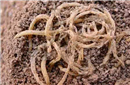世界最古老的食物：中国发现4000年前面条