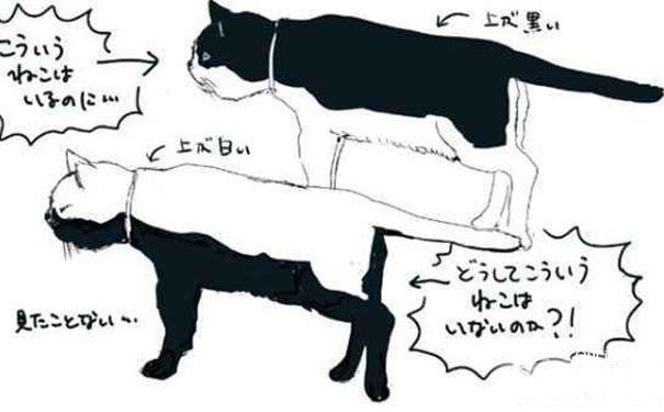 为什么没有白背黑肚的猫