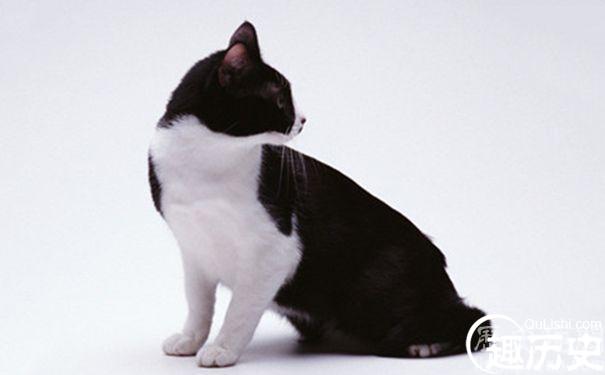 为什么没有白背黑肚的猫
