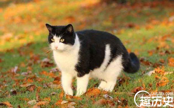 为什么没有白背黑肚的猫
