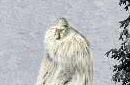 “雪人”真的存在吗？揭秘19世纪俄罗斯真实猿女
