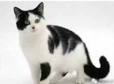 揭秘世上有白背黑肚的猫吗?其中有何奥秘