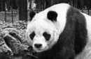 &ldquo;熊猫外交&rdquo;竟然始自唐太宗：送给日本的有一对