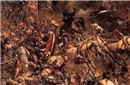 揭秘秦国名将白起：是“杀神”还是“战神”？