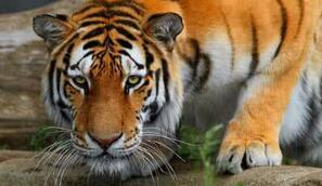 谁是百兽之王：同是猫科动物的狮子还打不过老虎?