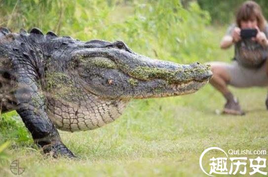 5米巨鳄爬进轮胎店 消防员与其斗智斗勇将它“收服”