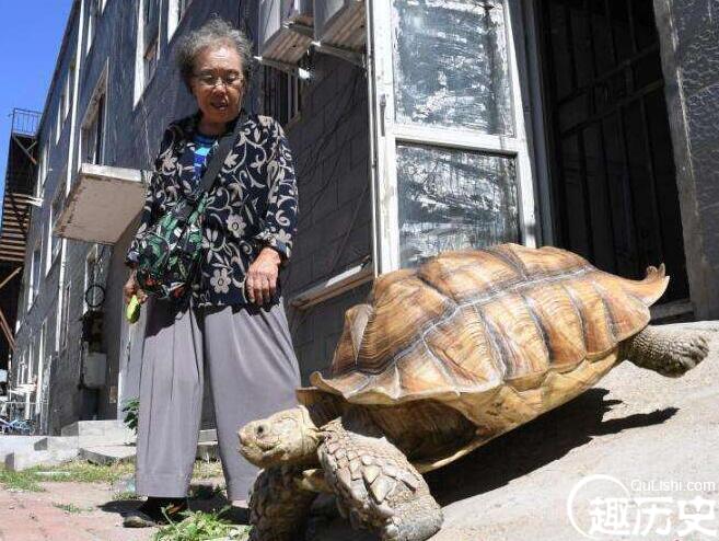 耄耋老太养百余斤“萌宠”乌龟 每日相伴散步