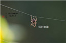 为什么在古代七夕这天蜘蛛会大量死亡？ 