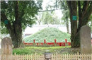 诸葛亮墓1700年无人敢盗坟上大树很神秘！