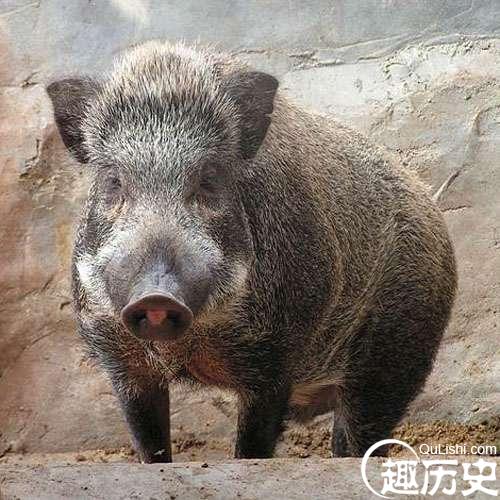 野猪和家猪交配 野猪为什么喜欢吃庄稼糟蹋粮食？野猪肉好吃吗？
