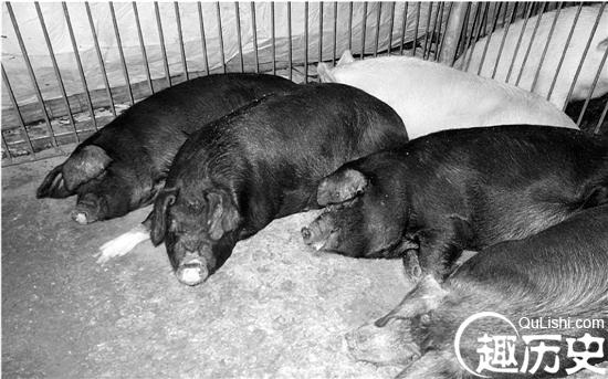 野猪和家猪交配 野猪为什么喜欢吃庄稼糟蹋粮食？野猪肉好吃吗？