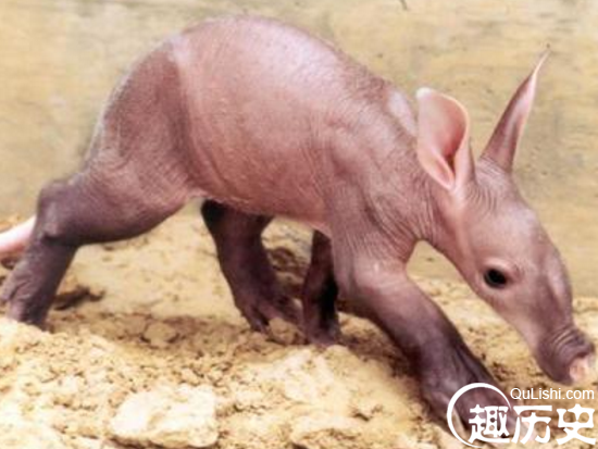 山海经里记载的神兽原型是什么？异兽实力排行一览